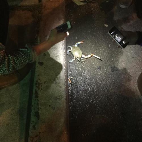 hotcommunist: mermaidbones: weallheartonedirection: There’s a crab walking around Philadelphia