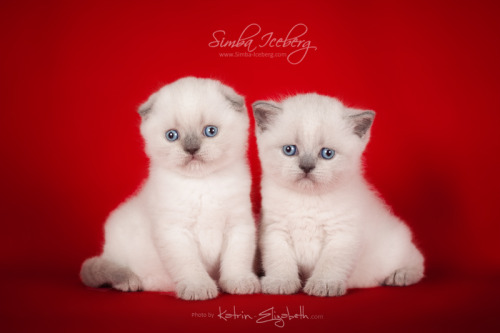 We are glad to announce that on April 05, 2016 were born Scottish Straight girl and Scottish Fold bo