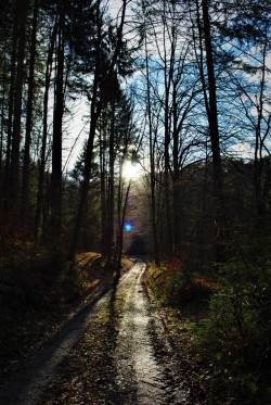 running-a-fitblr: Nature helps me clear my mind 🌲  🌿    