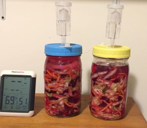 First trial run with lacto-fermentation is underway. This is a sauerkraut mix, with beets and carrot