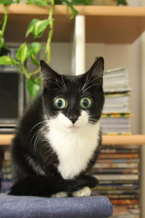 amateursleuth:platekini:end of the world eyesThis cat has seen some things