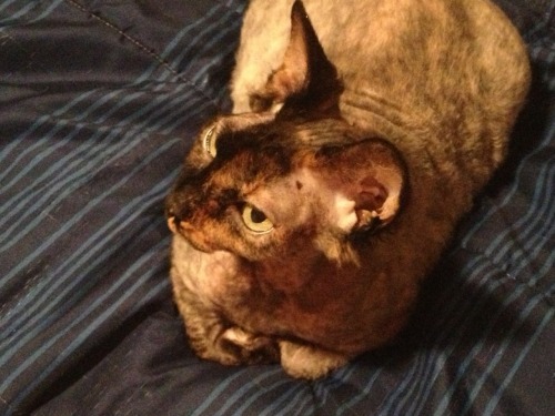 hairless cat