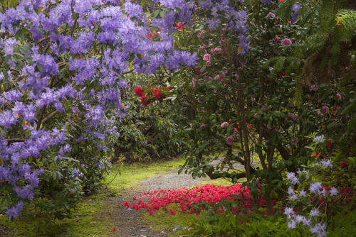 90377: Pink Azalea with Rhododendrons, Darts Hill by Scarlet Black