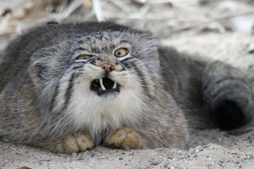 carefulwiththataxe:boredpanda:The Manul Cat Is The Most Expressive Cat In The WorldThe cat version o