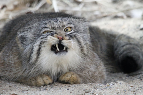 the-awesome-quotes:The Manul Cat Is The Most Expressive Cat In The World