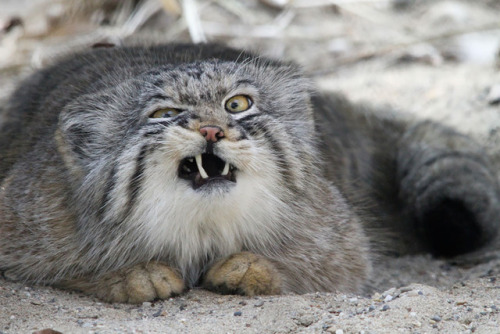 crappyanimalfacts:Manuls have been known to kill with sneer alone.