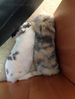 dailybunny:  Bunnies Relax Together in a