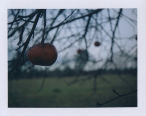 nathanallardart:Polaroid Apple Triptychwww.nathanallardart.com/polaroidsFollow me on Facebook and In