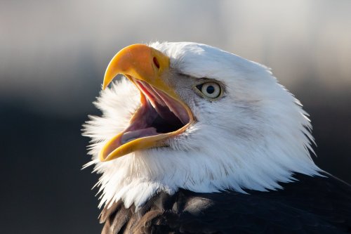 americasgreatoutdoors:Always on the lookout for a snack, bald eagles often perch in trees or glide t