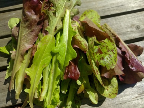 Summer garden getting into full swing! Here&rsquo;s some hardy roses, greens clipped for lunch, 