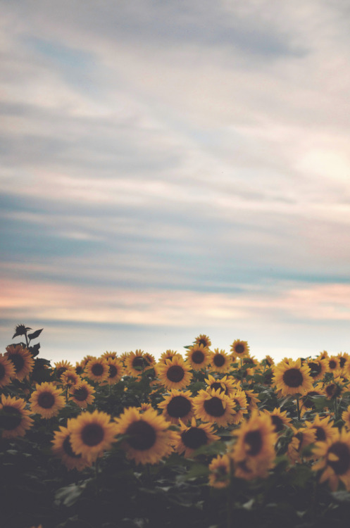 nosens:  sunflowers. (by Tasha Maríe)