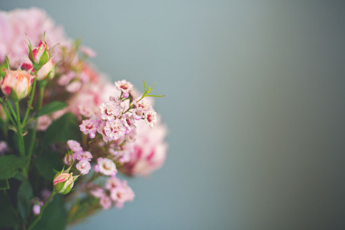 bridieellenphotography:f l o u r  &  b l o o m 