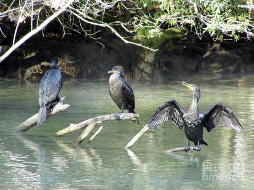 #bird #birds #cormorant #water #waterbird #florida #wildlife #nature #mistymorning #dhackett #travel