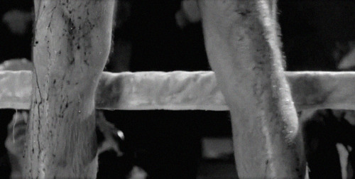 idioteque:Raging Bull (1980) Martin Scorsese porn pictures