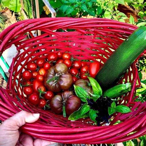 Mother Earth never disappoints…#gardening #gardeninglife #homegrownveggies #foodforest #cottagegarde