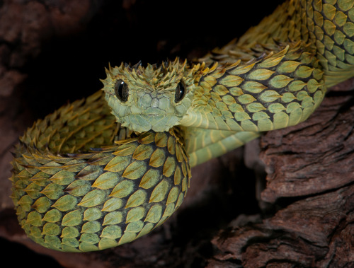 thepredatorblog:citizen-naught:Atheris hispida also known as the Hairy Bush Viper, or Rough-scaled T