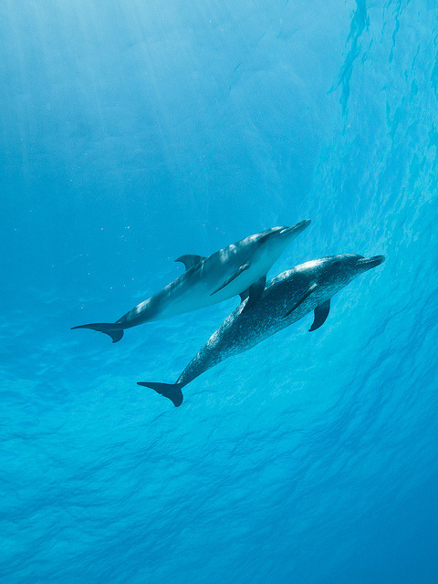 thelovelyseas:  Atlantic Spotted Dolphins adult photos