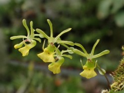 orchid-a-day:  Platyrhiza quadricolorSyn.: