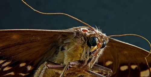 Moth Infestation in Carmarthenshire #Moth #Removal #Carmarthenshire https://t.co/vfJjGgO5T5 “ Moth Infestation in Carmarthenshire #Moth #Removal #Carmarthenshire https://t.co/vfJjGgO5T5
— Pest Control Service (@pestremovaluk) November 17, 2017 ”