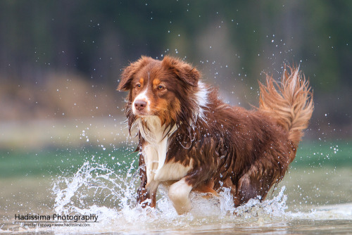 hadissima: Australian Shepherd Kaylee enjoying being at the lake 