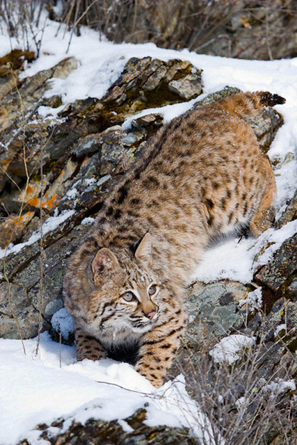 howtoskinatiger:  Bobcat 15.jpg by Lynn Chamberlain on Flickr.