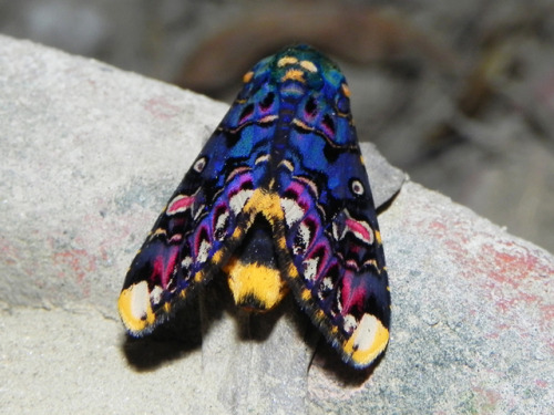 vengablood - end0skeletal - Lily Moth (Polytela gloriosae) and...