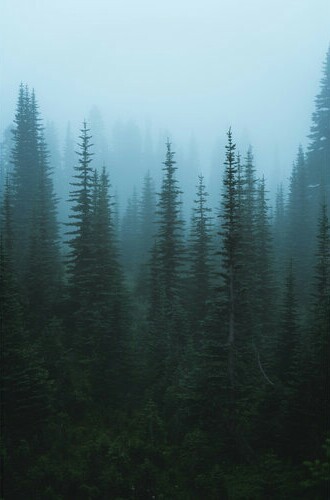 j-k-i-ng:“Moody Alpine Forests“ by | Zach Nichols