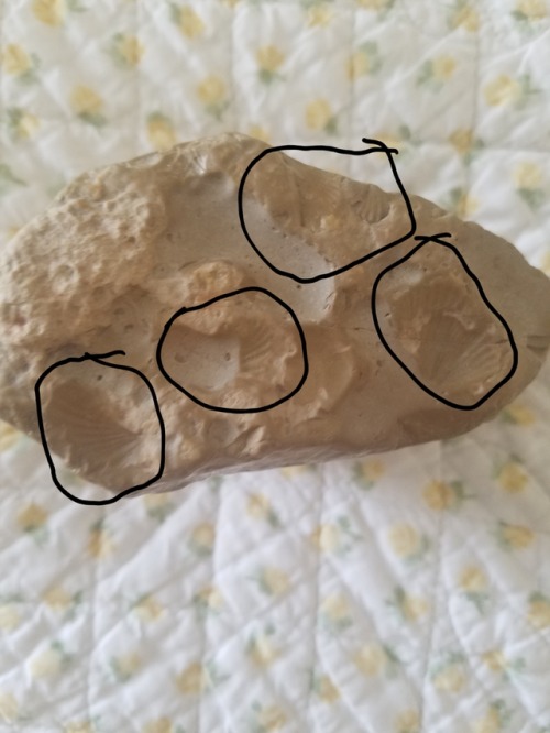 shark-roleplayer:These are two fossils that I own. One is a megalodon shark tooth. I bought it at a 