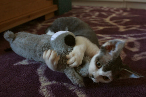 cybergata: Emiko and Tesla Emiko with Greebo The two are slowly ge