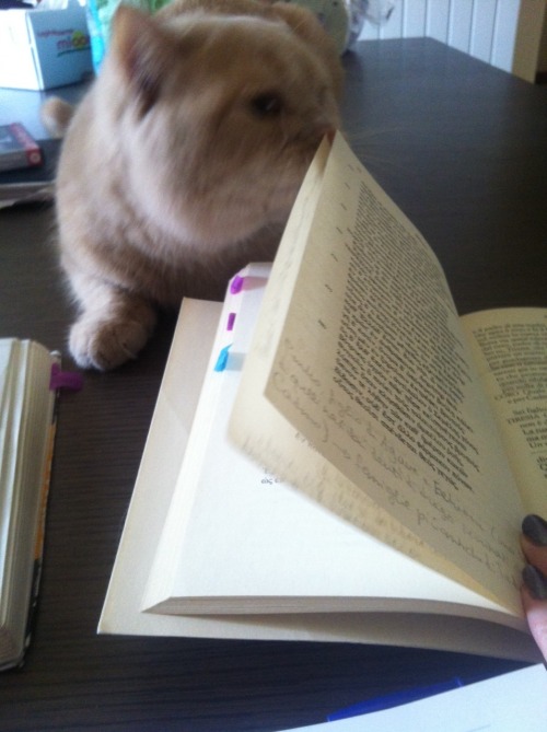 Vergil definitely likes the Bacchae.