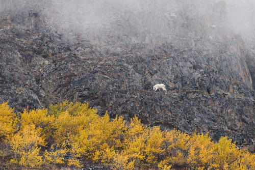 daskibum:White Pass Alaska/British Columbia.  This is pretty much my fall color shooting this y