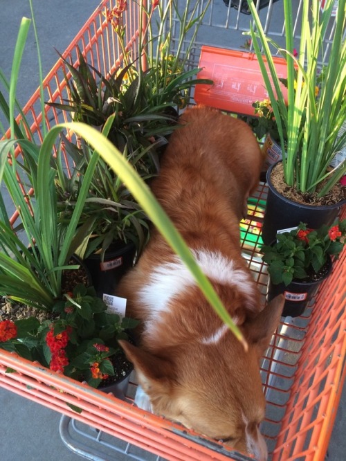 sarcasmfish: Personal shopper corgi will help you pick out things for your garden but fall asleep ha
