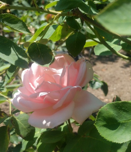 startwerk17:Some light pink flowers literally look like a fairy painted them with moon dust