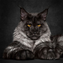 mercifulvoodoo:  thevortexbloguk: Portraits of Maine Coon Cats Who Look Like Majestic Mythical Creatures - Photographed by Robert Sijka  These are all gorgeous cats, and they all look like Ron Perlman. 