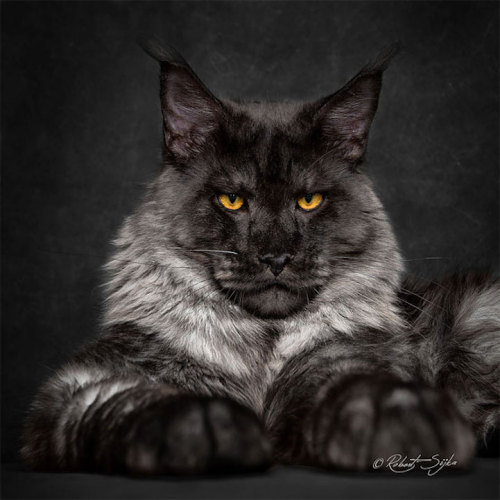 mercifulvoodoo:thevortexbloguk:Portraits of Maine Coon Cats Who Look Like Majestic Mythical Creature