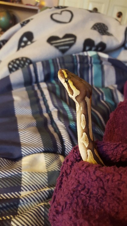 I got a snake and he&rsquo;s so awesome ♡