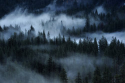 forintelse:  Misty forest by porbital 