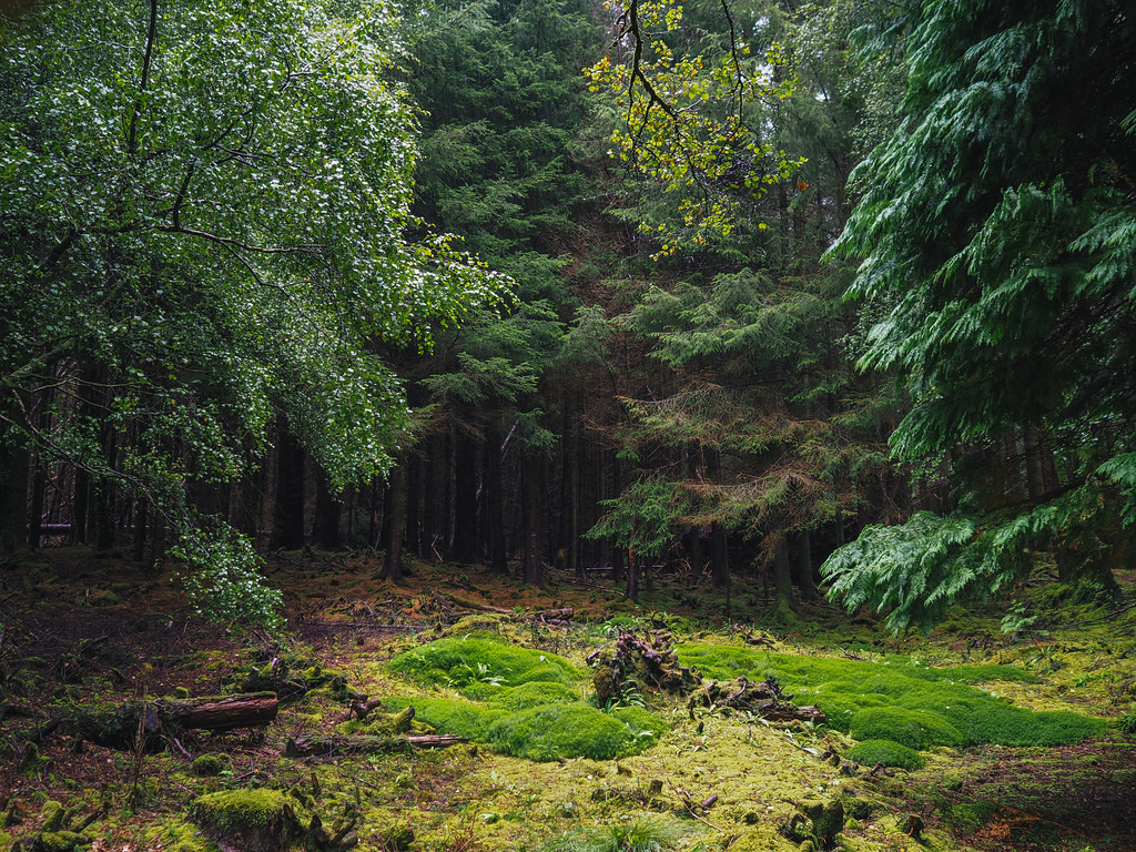 Forest clearing. Каледонский лес Великобритания. Шотландские леса. Леса Шотландии. Хвойные леса Шотландии.