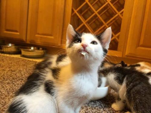 catsbeaversandducks: “Karen could I have a napkin, please?”Photos by Kelly Foster K