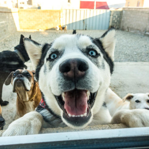 Lilu, 5-month-old Siberian Husky, Dog Paradise & სასტუმრო ძაღლებისთვის • ლილუ, 5 თვის, ციმბირული