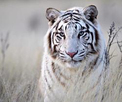 A tiger in white, photo by Bridgena Barnard