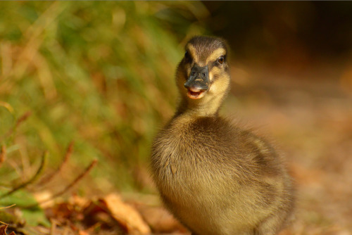 mallard