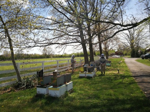 Happy BEEaster everyone!! This is going to be a big year for us. I am now a full time beekeeper! We 
