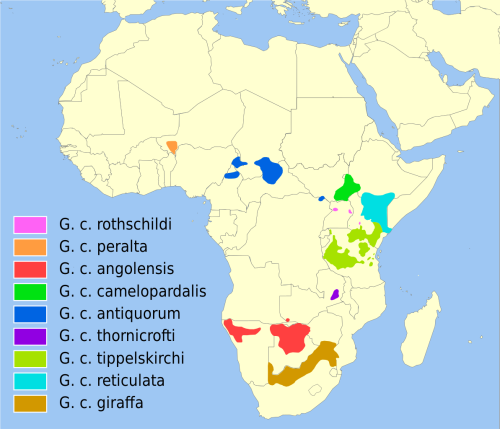 thesassysausage:thegreenpea:blacktabris:datasoong47:esoanem:guerrillatech:This is a map of the range of all giraffe species. By my count that puts them in just 16 countries out of the 54 in Africa (of which 5 are island countries with no territory on