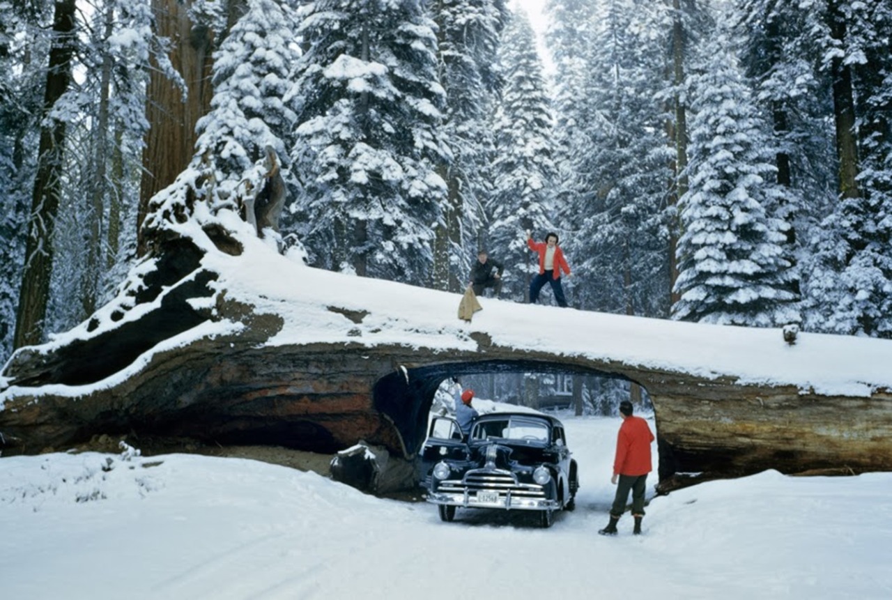 Tourists explore massive dead tree with tunnel cut out for a road in Sequoia National