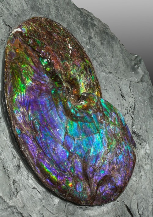 zooophagous:bijoux-et-mineraux:Ammonite in matrix (Placenticeras costatum, Late Cretaceous) - Bearpa