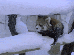 you can do it lil buddy jaja