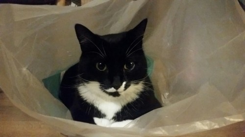 Talullah. She absolutely loves plastic bags(submitted by @screaming–lambs)