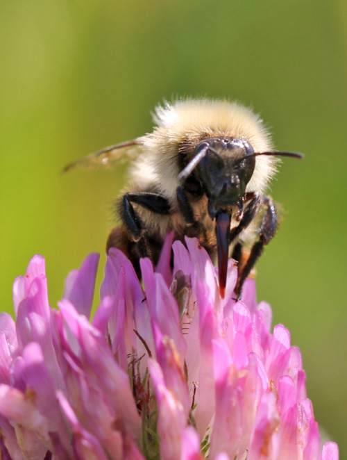 A bumblebee on a red clover.