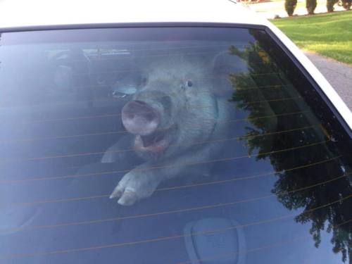 bearnomadwizard:this pig is better at direct action than like 99% of anarchists that i’ve met